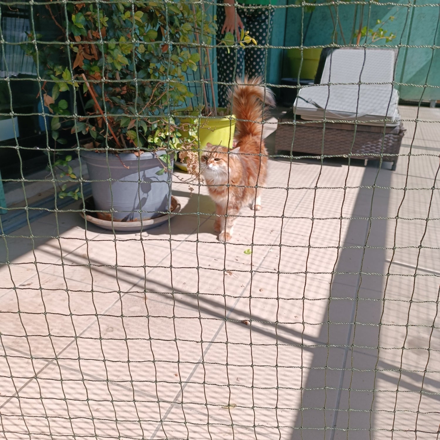 Chat Sibérien sur un balcon Sécurisé par Climbing Cat