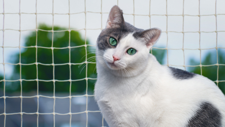 filet de protection pour chat; filet protection chat; filet protection chat sans percer. Légende : Chat protégé par un filet de protection. Climbing Cat